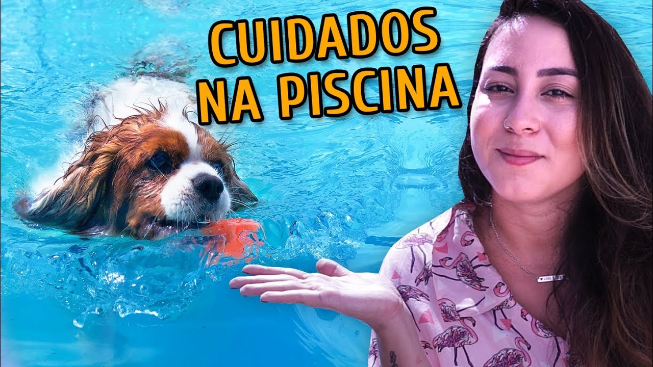 DICAS PARA LEVAR SEU CACHORRO NA PISCINA