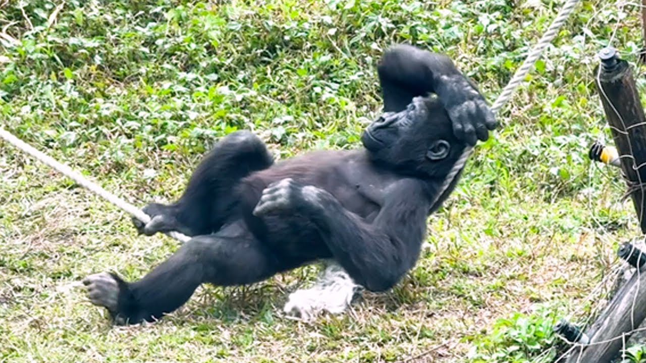 Ringo很喜歡躺在繩索上面Ringo loves to lie on the rope