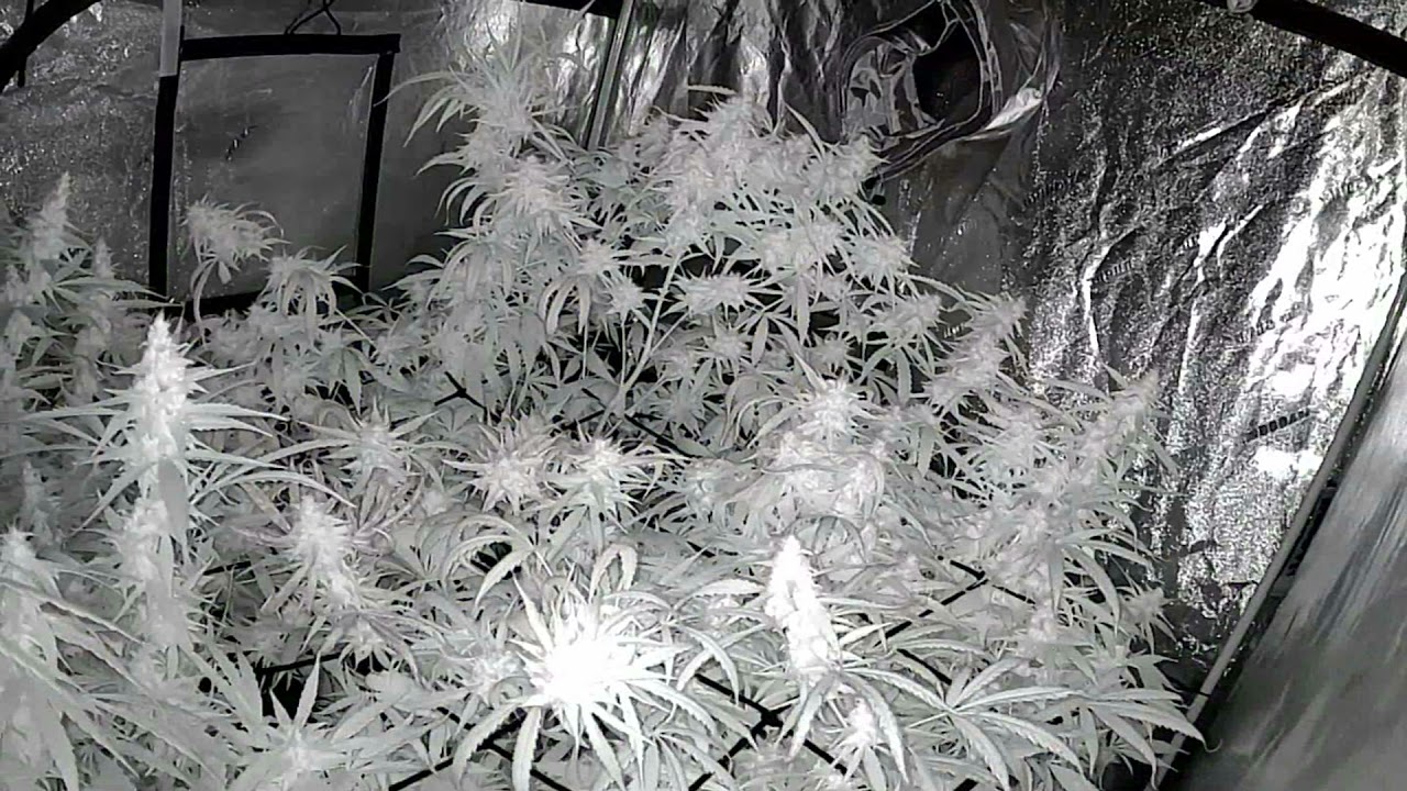 Indoor Wedding Cake Gelato and Zkittlez Autoflower Grow Journal ILGM Sweet Pack