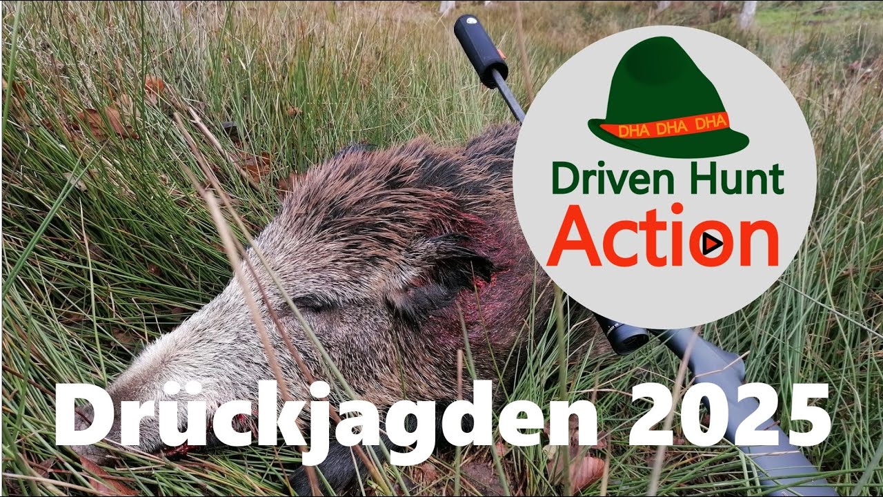 Dr&uuml;ckjagden 2025 - Jagd auf Sauen