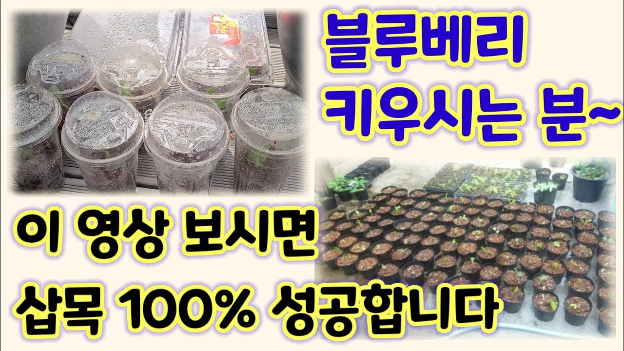 블루베리 삽목은 이렇게 해요 #1 / 블루베리 재배 지침서 # 2 / 블루베리 녹지 삽목하는 법 / Making blueberry cuttings