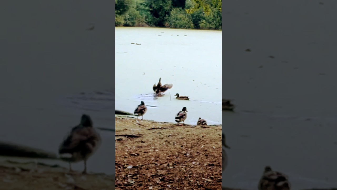 Adorables patitos 😍🥰 #lagos #patos #shorts #shortvideo #youtube  #youtubeshorts #naturalove