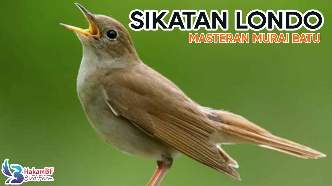 Suara sikatan londo untuk masteran #muraibatu