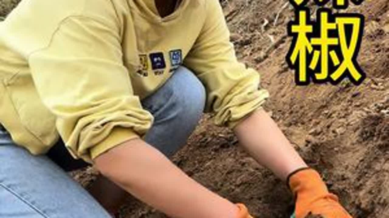 虽然是地地道道的农村人，但是要让我再农村耕田种地 ，我估计收成都没有，今天跟着我婆婆学习种辣椒，需要的小伙伴们赶紧跟着学起来。#婆媳关系 #清明种瓜点豆 #记录大山里的农村生活 #大山里的味道