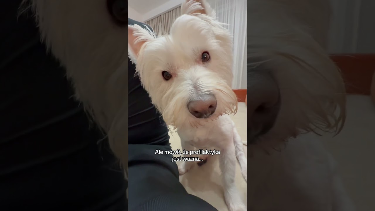 Pan Hektor i smaczorzyca 😂 