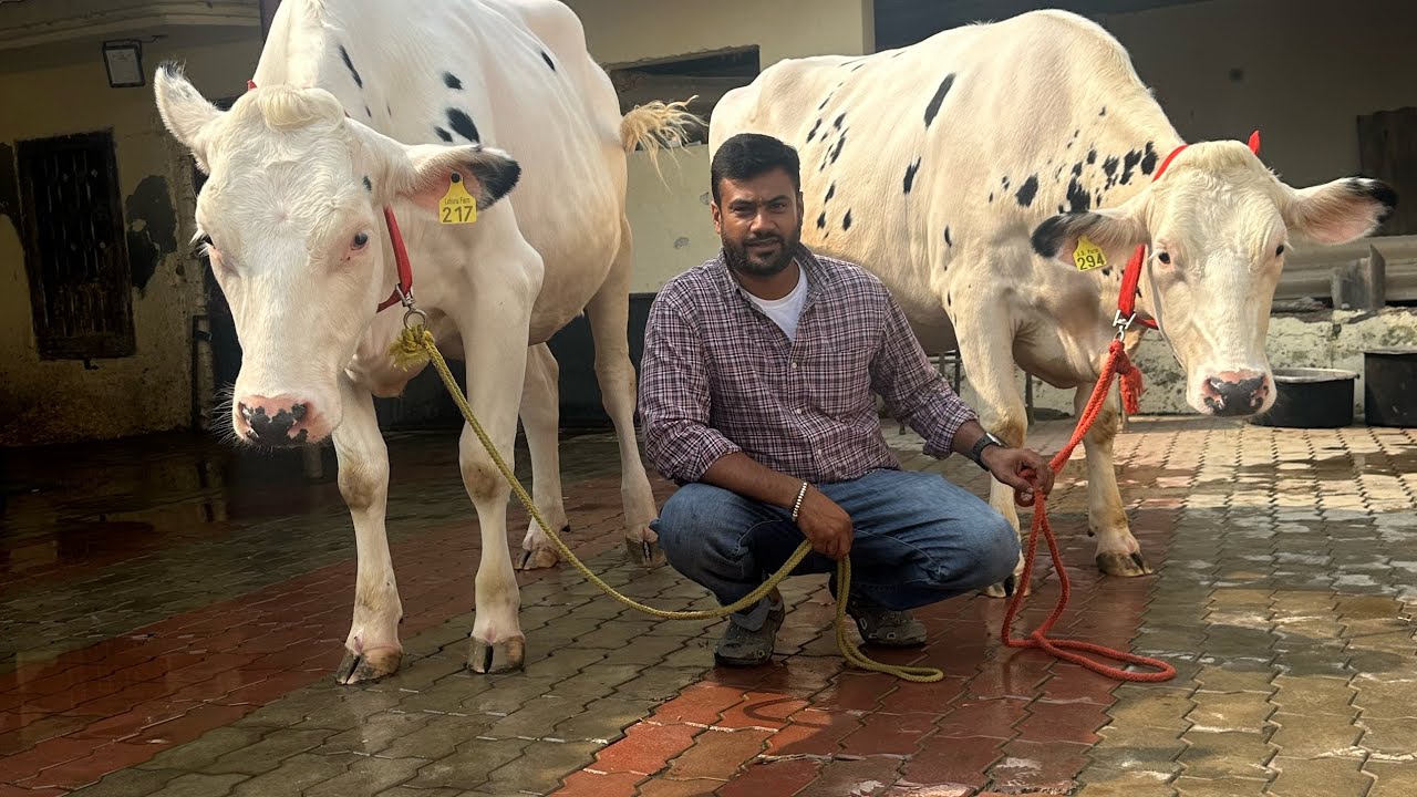 LATEST GENRATION🥇ABS ARMADA,BRUTE,MILES,AYUSH🐄TOP BREEDED ANIMALS PURCHASED BY MAHARASTRA FARMERS