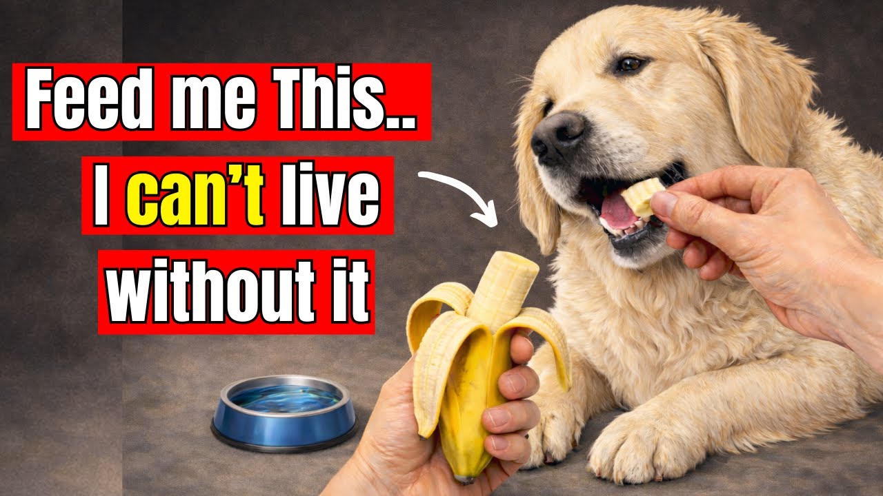 21 Human Foods That Instantly Make Your Dog Healthier… And Vets Don’t Want You To Know