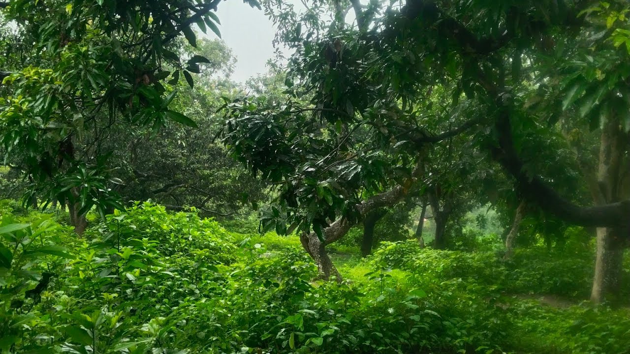 ❤️Welcome to Sayanipijush❤️লাইভ শুরু করলাম, সবাই চলে এসো #live #livestreaming #highlights #everyone