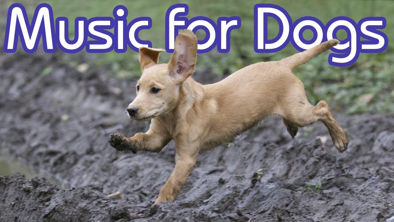 Calm Down My Dog! NEW Music to INSTANTLY Calm Your Dog! (2018)