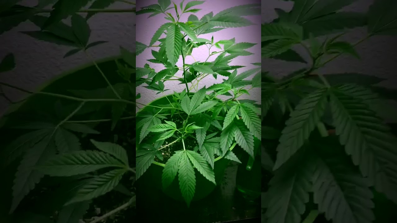 Grow op no.420