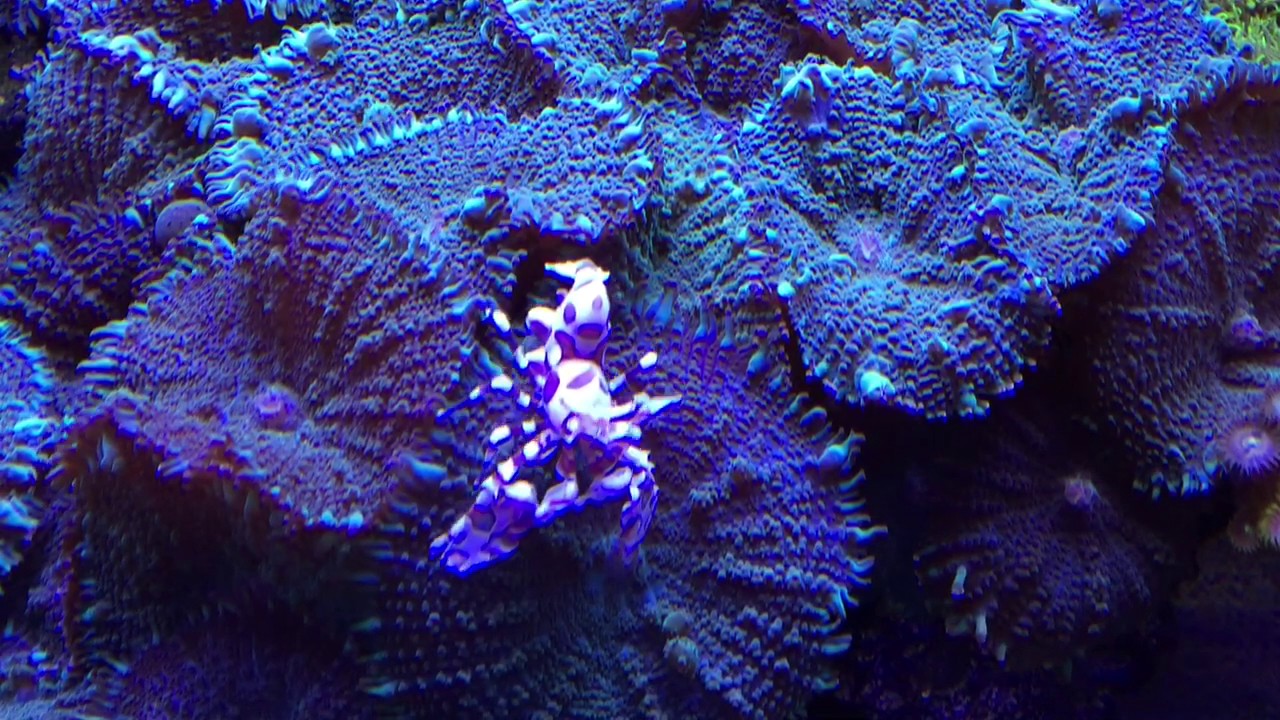 Harlequin shrimp in reef tank