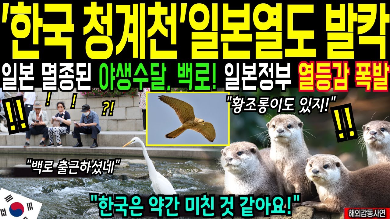 한국 청계천 또 난리났다! 일본에서 멸종된 야생수달, 멸종 위기 동물 등장한 충격 영상! 일본 전문가가 한국 청계천에서 발견한 생태 복원의 해답은? [해외감동사연]
