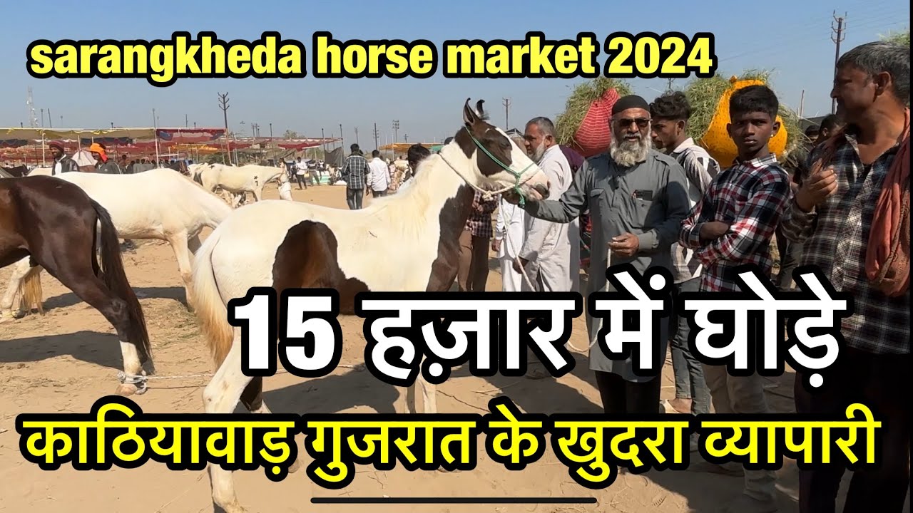 काठियावाड गुजरात से आए घोड़ों के खुदरा व्यापारी कीमत 15 हजार से शुरू | sarangkheda horse market 2024
