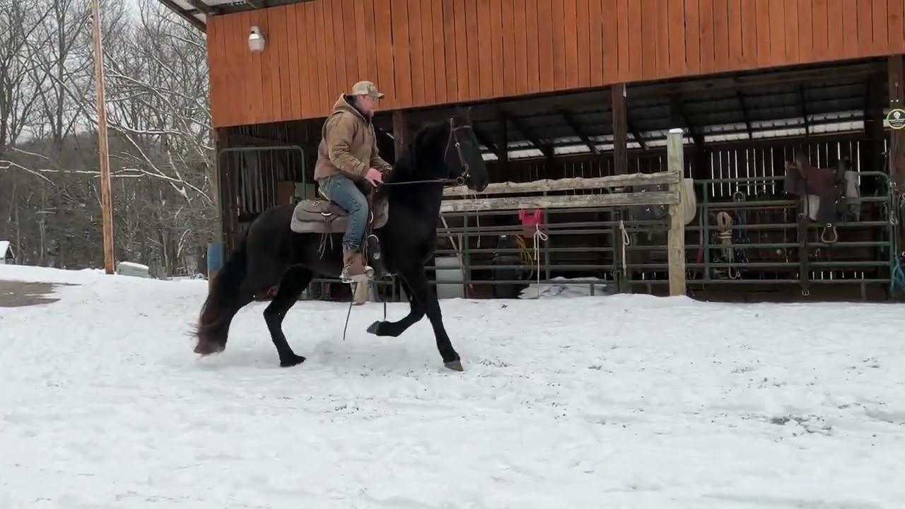 ❤️61- вороной фризский мерин, 3 года, 15.3HH, 4900 долларов + 40 тестов Коггинса