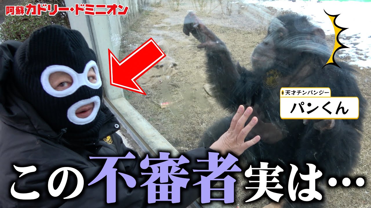 番組のドッキリをたくさん経験したチンパンジー「パンくん」は変装した動物園社長に気づくのか？
