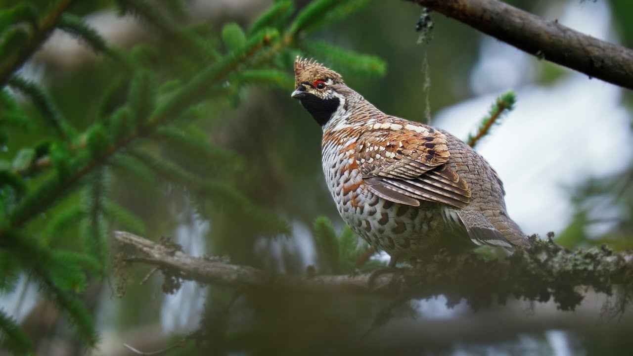 Hazel Grouse / Hidden Jewel of the Mountain Wilderness
