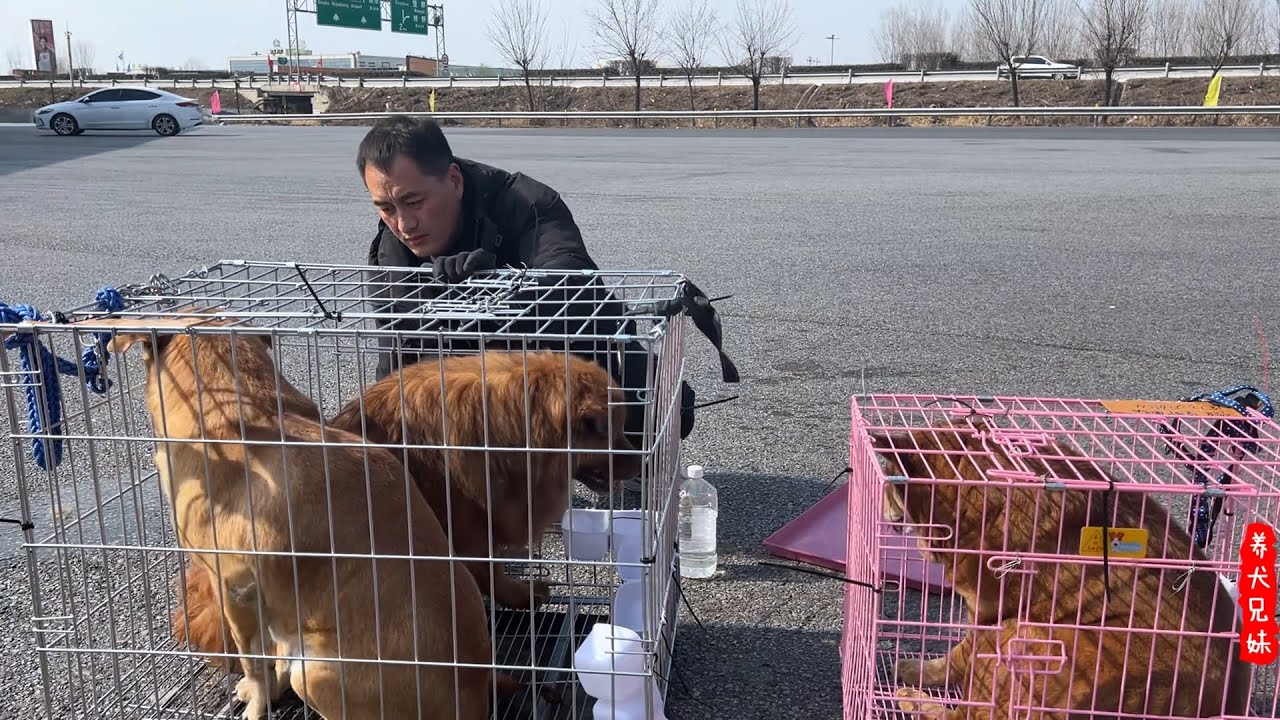 三只胖狗狗八年第一次离开家