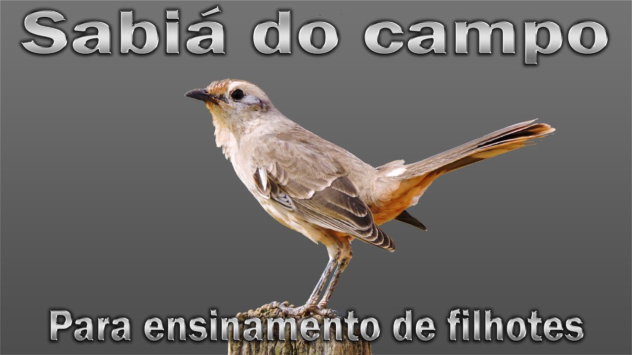 Sabiá do campo cantando gravado  ao vivo em HQ para ensinamento de filhotes!