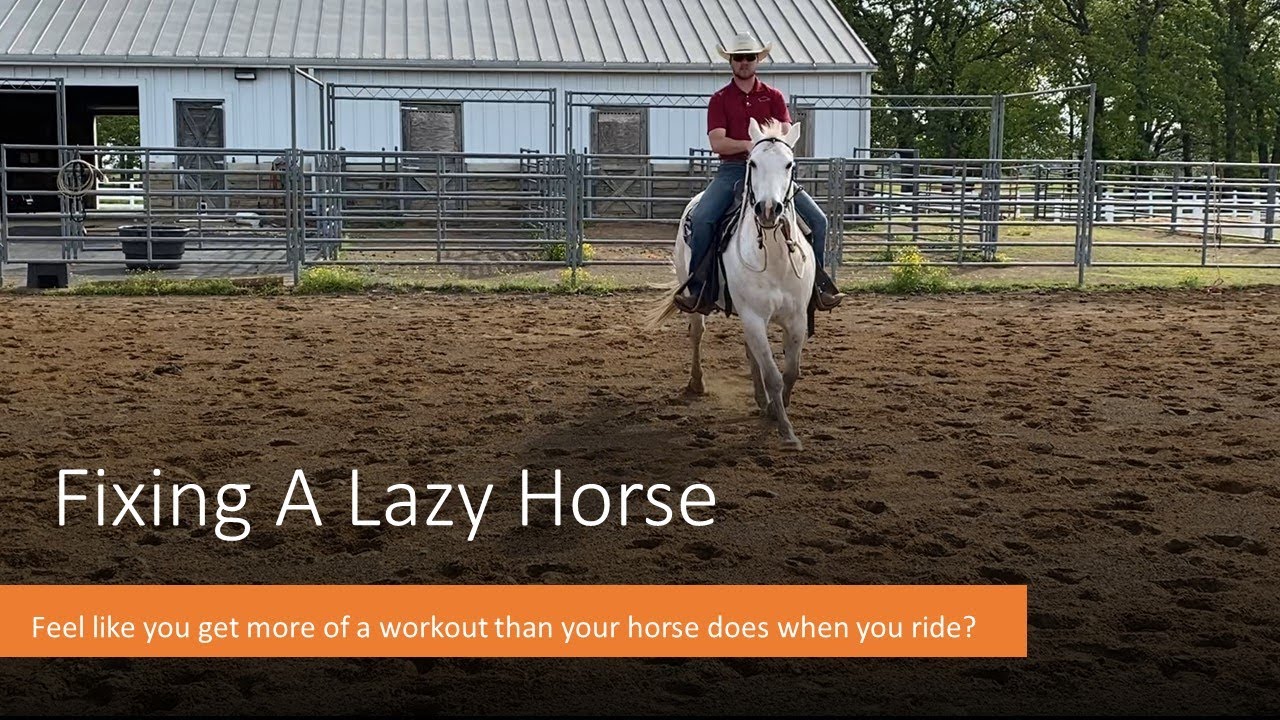 Fixing A Lazy Horse