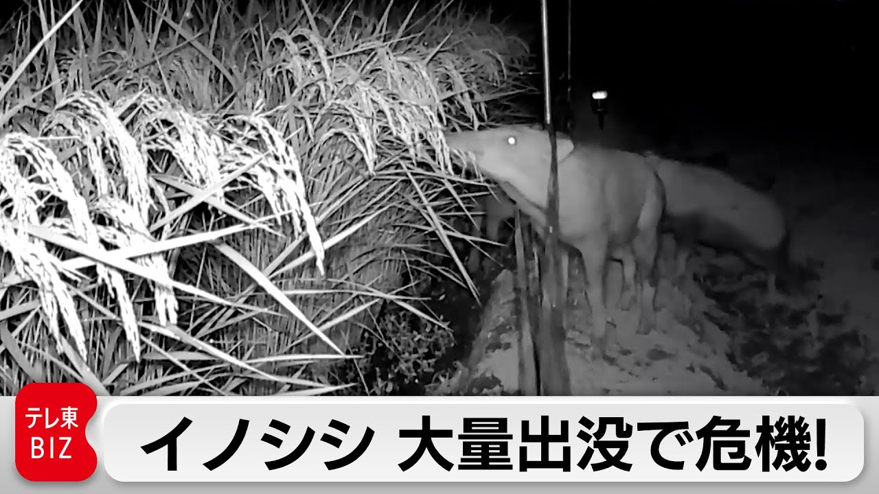 農家や猟友会も苦慮する獣害… 「小田急電鉄」が挑むビジネスとは【ガイアの夜明け】