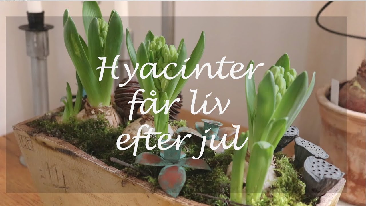 Hyacinter får liv efter jul
