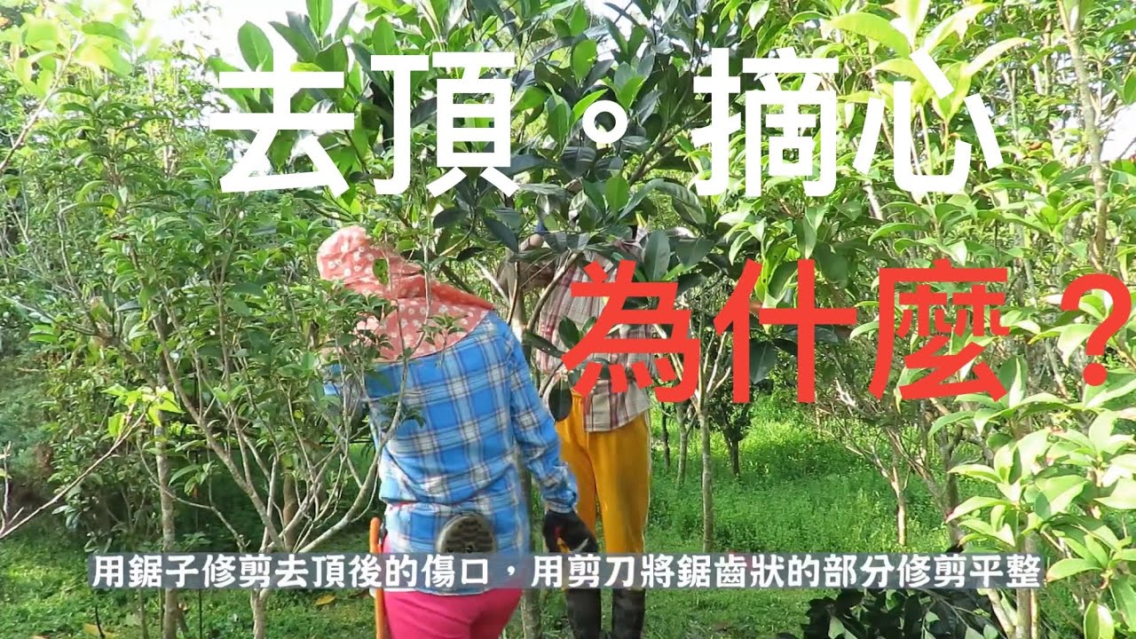 什麼是去頂?為什麼要去頂?作用是什麼？沒想到&hellip;..一個月之後&hellip;.