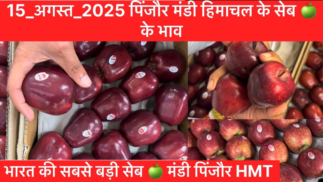 15_अगस्त_2025 पिंजौर मंडी हिमाचल के सेब 🍏 के भाव भारत की सबसे बड़ी सेब 🍏 मंडी पिंजौर HMT