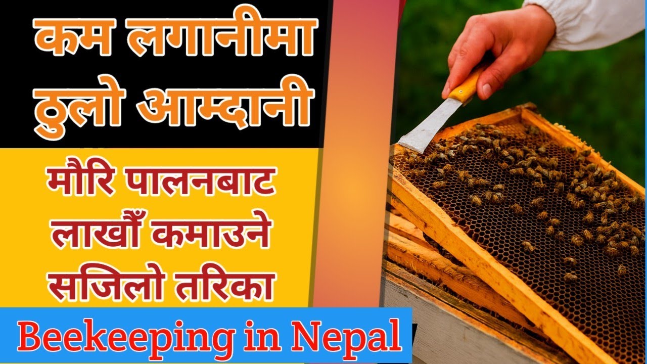 कम लगानी, ठूलो आम्दानी! मौरी पालनबाट लाखौं कमाउने सजिलो तरिका | Beekeeping in Nepal