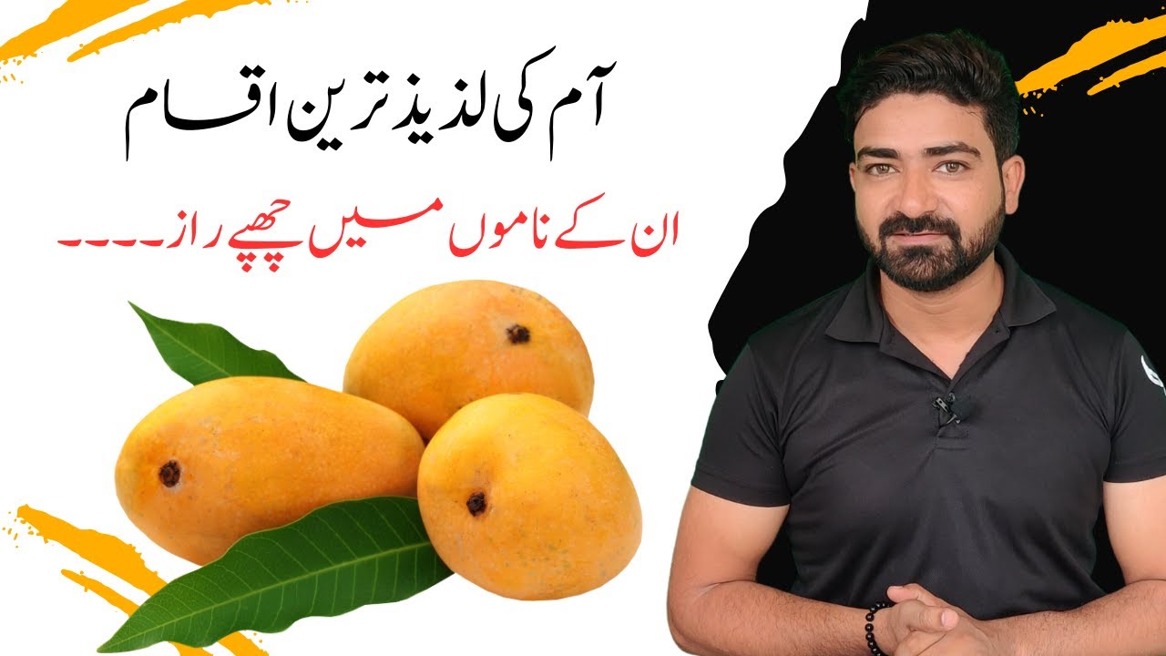 Best Mango Varieties in Pakistan | Anwar Ratol, Langra, Sindhri | Secretes behind Mango Names