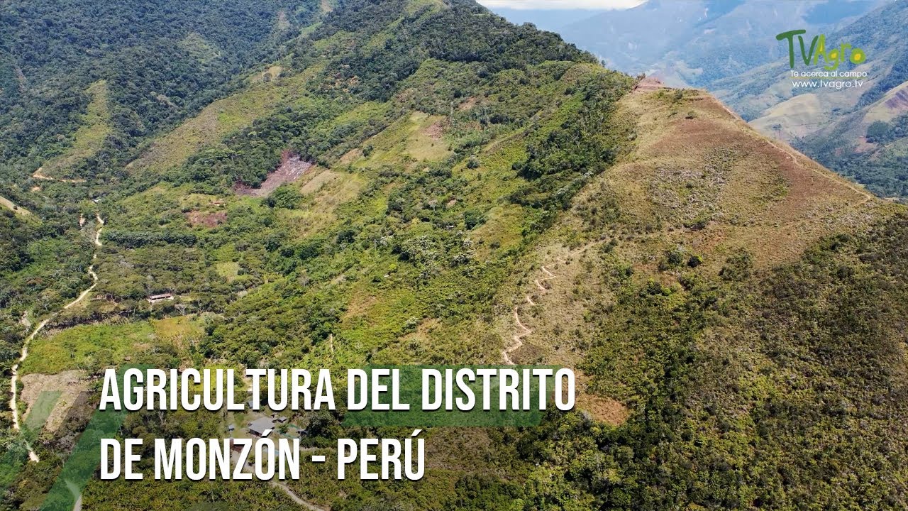 Agricultura del distrito de MONZÓN - PERÚ - TvAgro por Juan Gonzalo Angel Restrepo