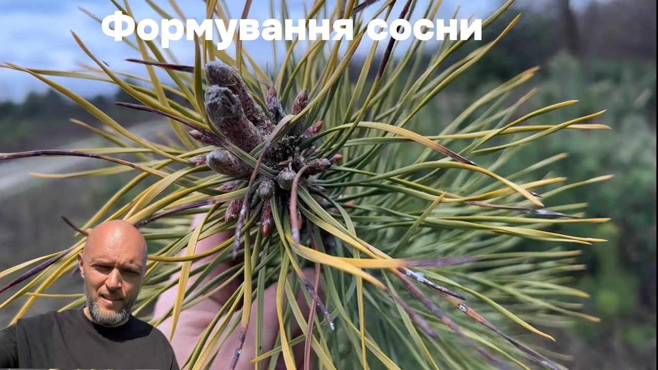 Результат формування сосни. Або свій бонсай із сосни звичайної 