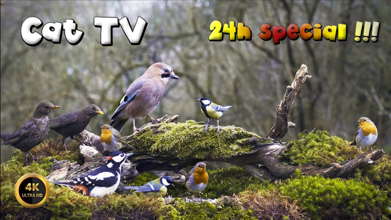 Cat TV for cats to watch 🐈 -  WILD BIRDIDIES 🕊️24 HOURS‼️(4K)