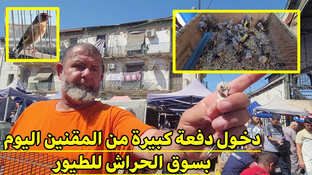 🔴 جولة بسوق الحراش للطيور اليوم : دخول المقنين الجان بكثرة  الحراش تشهد إستقبال كبير على طائر الحسون
