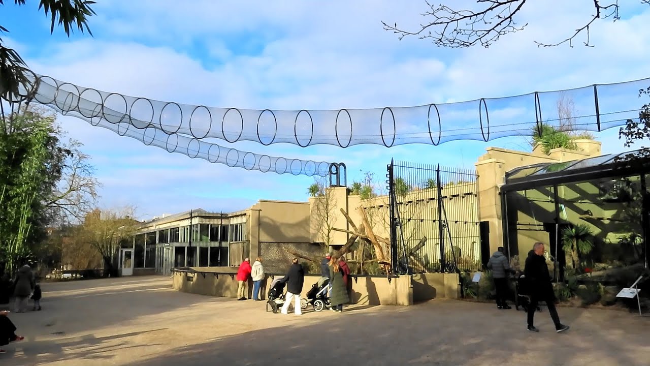 Artis Amsterdam (145):  nieuw verblijf Ringstaartmaki's
