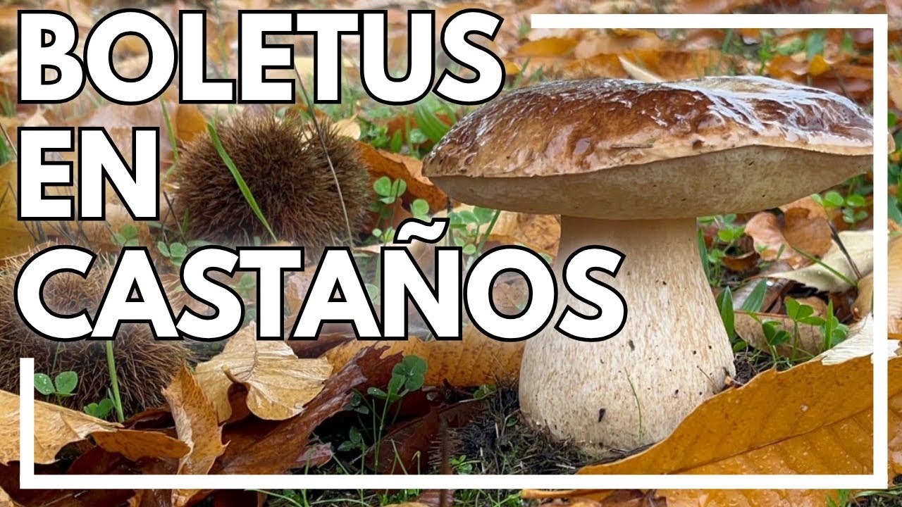 Boletus en los castaños!! 🍄‍🟫 🍄‍🟫#boletus #mushroom #nature #fungi #boletusedulis 