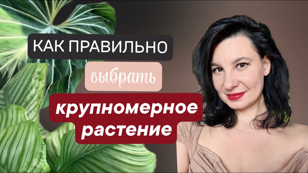 Крупномерные растения: как правильно выбрать
