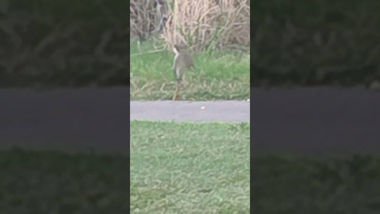 Vervet Monkeys, St. Kitts, Caribbean - 12th January, 2023 #shorts