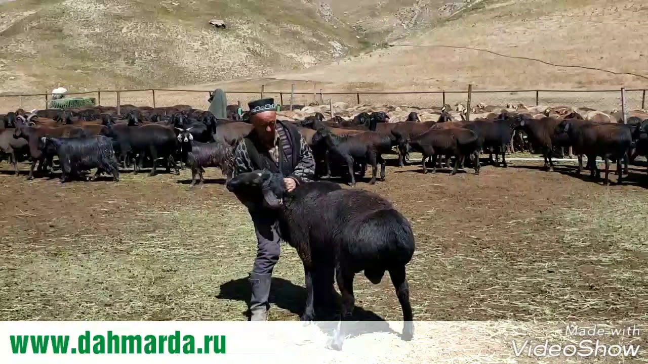 Кучкары гиссарской породы перед запуском их к овцематкам,  рассказ Ходжи Мирзокарима