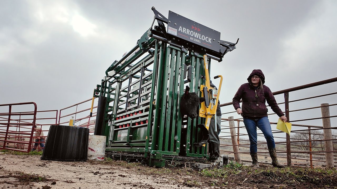 First Round of Calf Vaccinations Before Corral Upgrades | Arrowquip Arrowlock 88 Series