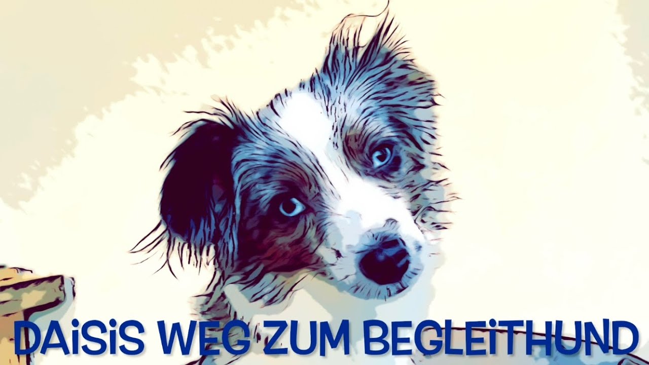 Daisis Weg zum Begleithund