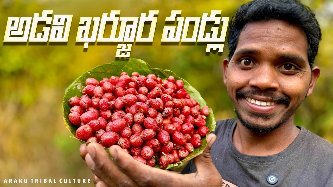 అడవి ఖర్జూర పండ్లు || ఈ వేసవిలో మా అడవుల్లో దొరికే ఎర్రని పండ్లు || Araku tribal culture