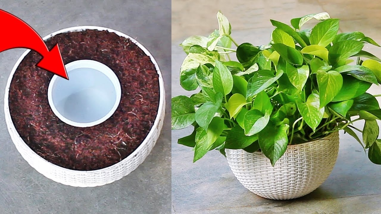 My SECRETS to make Money Plant or Phothos Bushy FAST