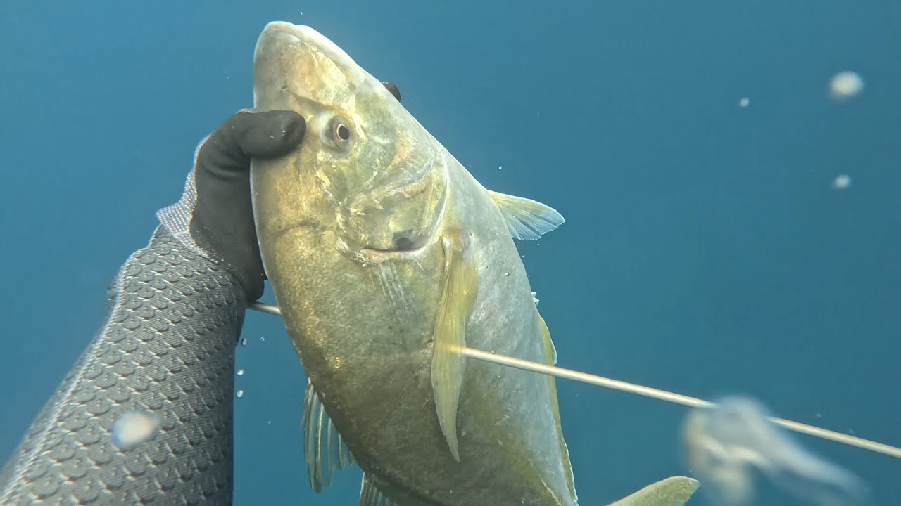 Campeonato regional pesca Sub Madeira 2025