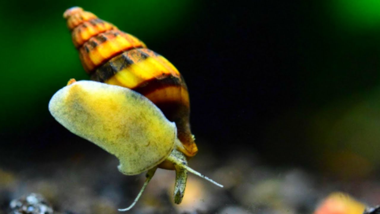 Assassin Snail Care Guide - THE TRUTH ABOUT THIS KILLER!