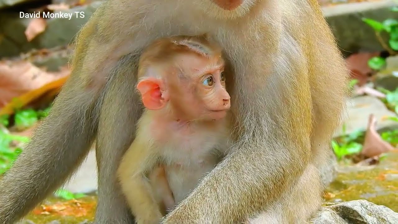 Every day monkey video #03