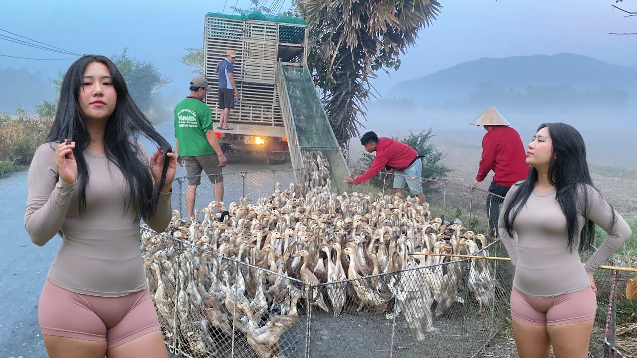 Full video: The rice fields light up with flocks of ducks flying around – a once-in-a-lifetime sight
