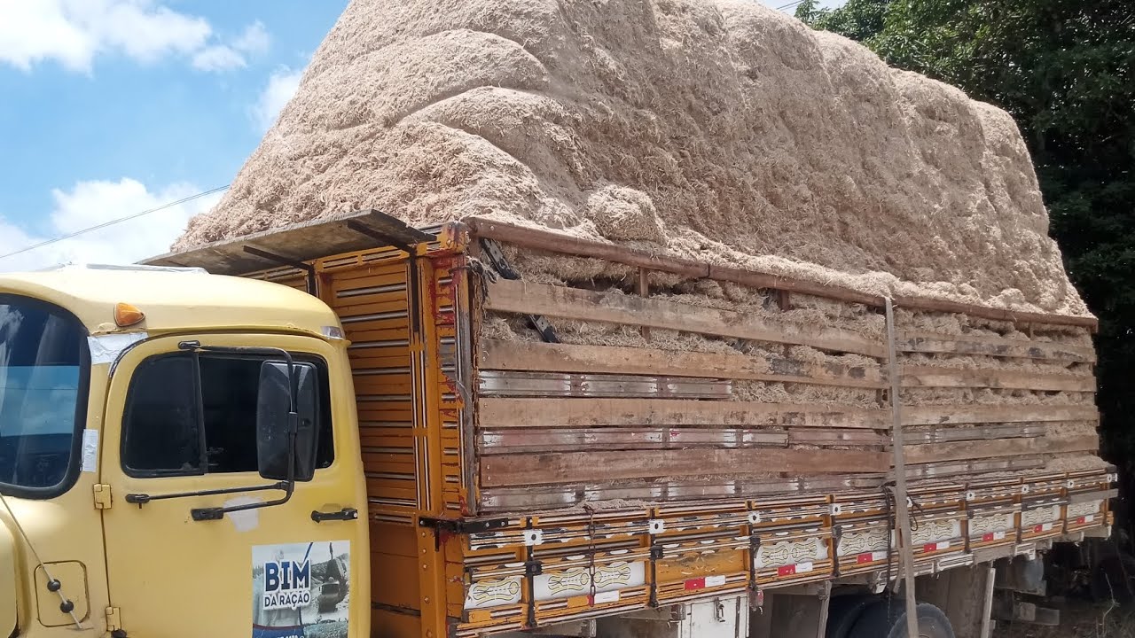Começando a fornecer bagaço de cana pras vacas leiteiras, veja o Nova dieta que elas estão comendo 