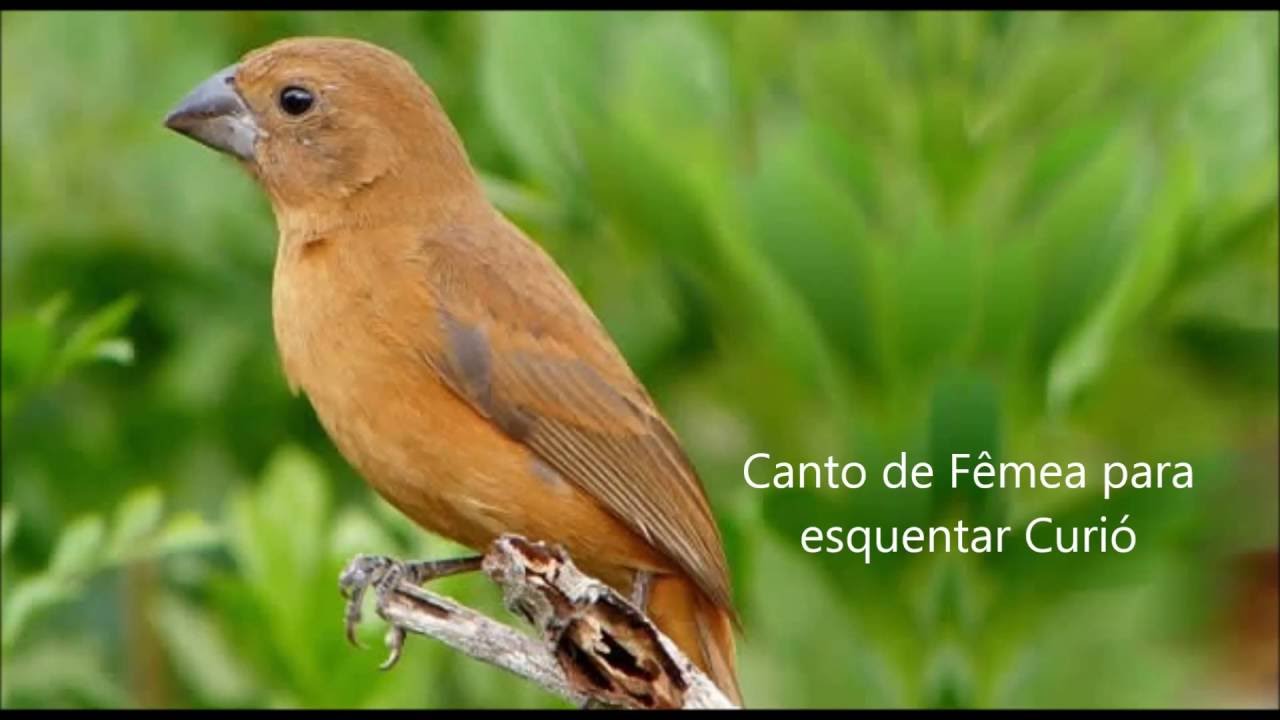 Canto de Fêmea para esquentar Curió