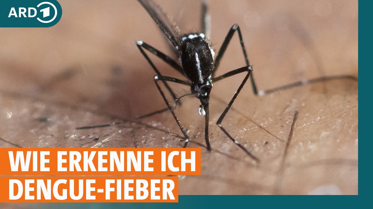 Dengue-Fieber durch Mückenstich: Wo kann man sich anstecken und was sind Symptome? I ARD Gesund