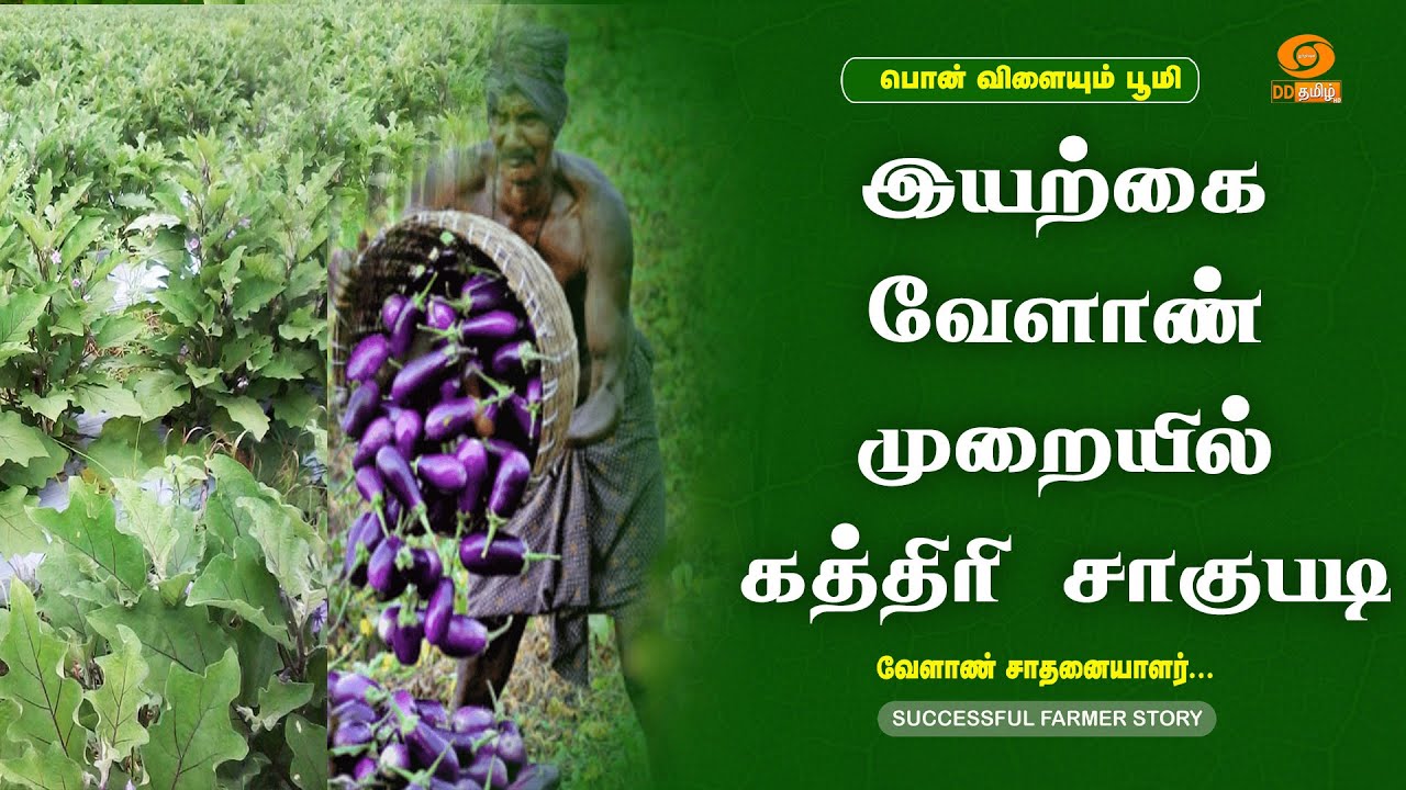 இயற்கை வேளாண்மை முறையில் கத்தரி சாகுபடி | Brinjal Cultivation in Organic Method | Successful Farmer